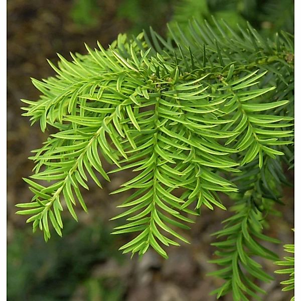 Goldgelbe Adlerschwingen Eibe 25-30cm - Taxus baccata Dovastoniana Aureovar günstig online kaufen