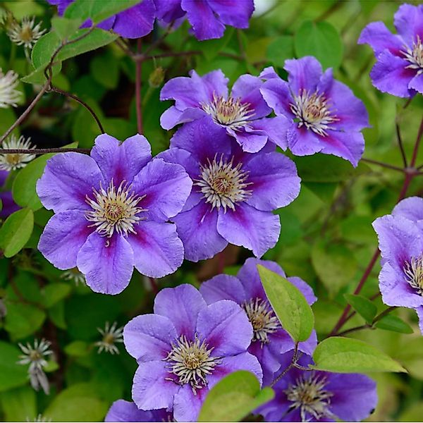 Waldrebe Rhapsody 40-60cm - Clematis günstig online kaufen