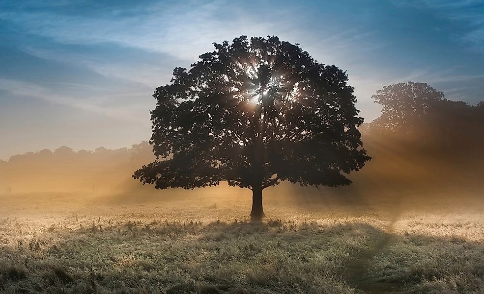 Papermoon Fototapete "baum in landschaft" günstig online kaufen