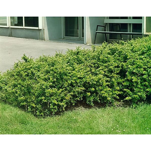 Berberis media 'Parkjuweel' 60-80 cm günstig online kaufen