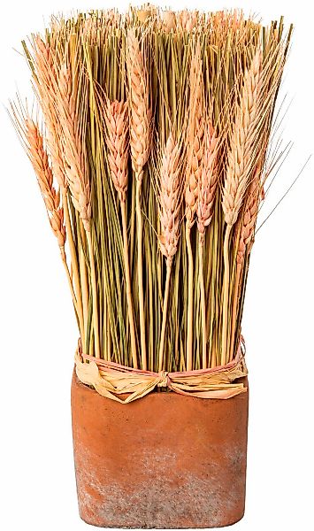 Creativ home Trockenblume "Trockenblumen imTopf" günstig online kaufen
