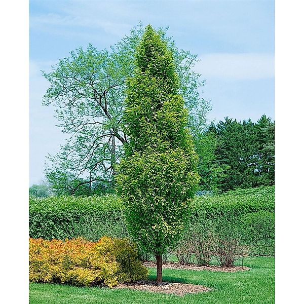 Carpinus betulus 'Lucas' 80-100 cm günstig online kaufen