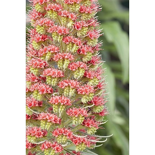 Echium Russicum Roter Natternkopf Ca. 9x9 cm Topf günstig online kaufen