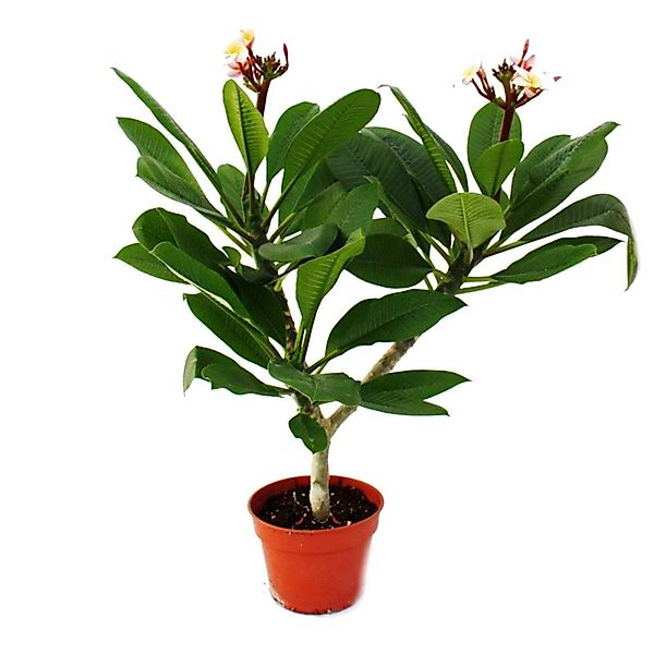 Exotenherz Hawaianischer Tempelbaum Plumeria Überraschungsfarbe günstig online kaufen