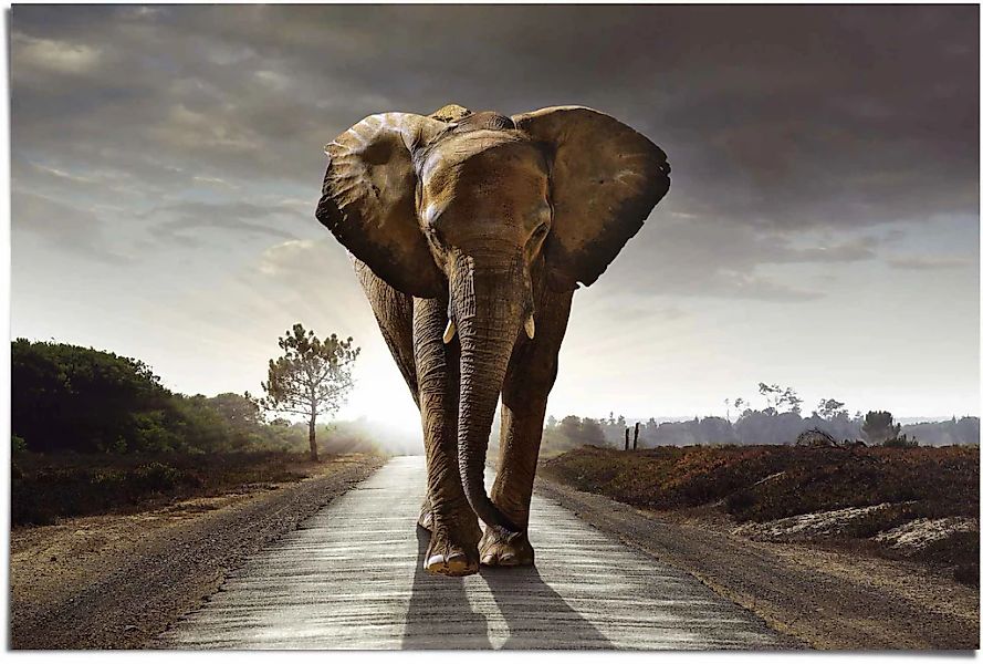 Reinders Poster "Elefant Wanderung" 1 Stk. tlg. günstig online kaufen