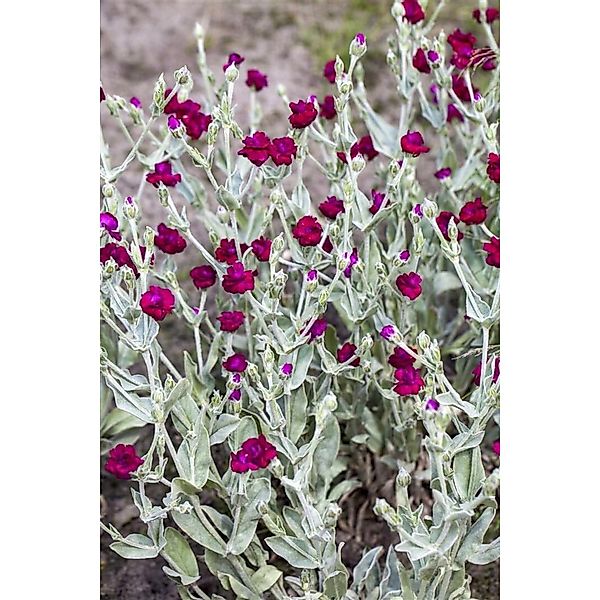Lychnis Coronaria Kronenlichtnelke Ca. 9x9 cm Topf günstig online kaufen