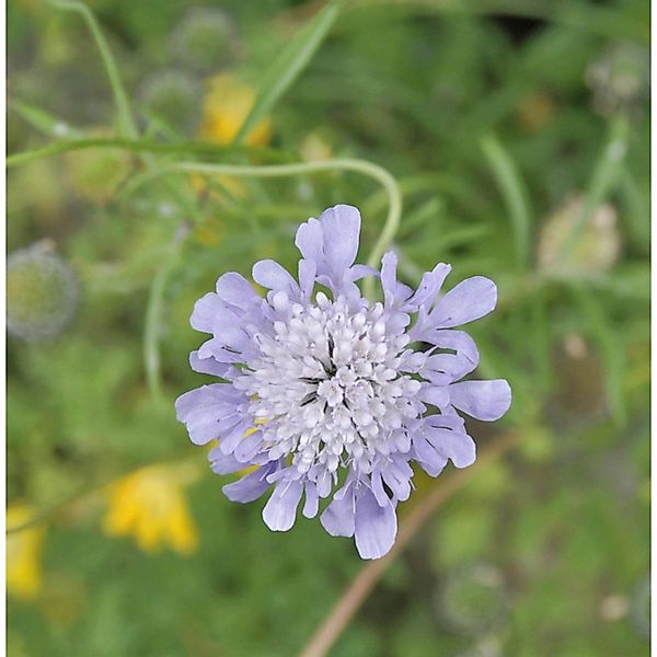 Japanische Skabiose - Scabiosa japonica günstig online kaufen