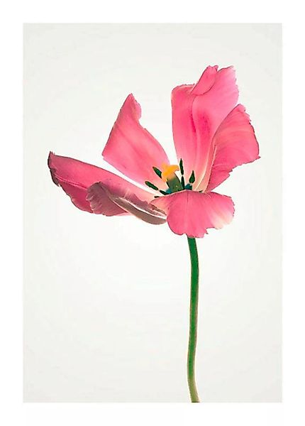 Komar Poster »Tulip«, Blumen, (1 St.), Kinderzimmer, Schlafzimmer, Wohnzimm günstig online kaufen