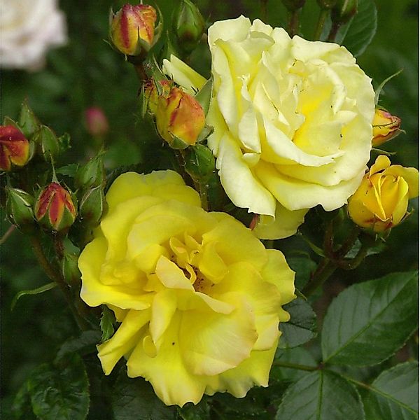 Floribundarose Goldnmarie 82 30-60cm günstig online kaufen