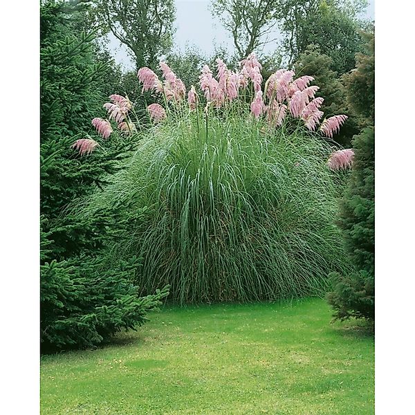 Cortaderia Selloana Rosea Pampasgras Rosa 3-5 Liter Container günstig online kaufen