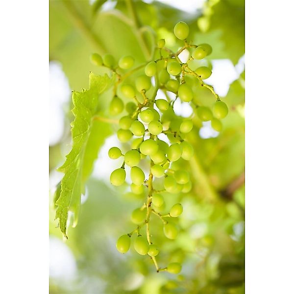 Vitis Vinifera Muskateller Weinrebe 80–100 cm günstig online kaufen