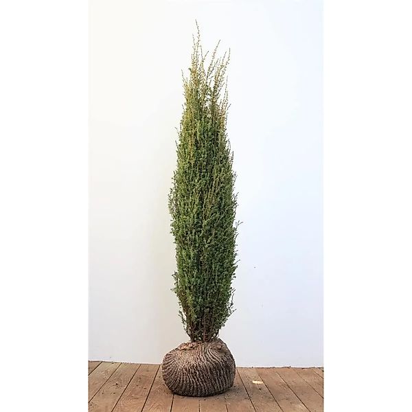Thuja plicata 'Aurescens' 175-200 cm günstig online kaufen