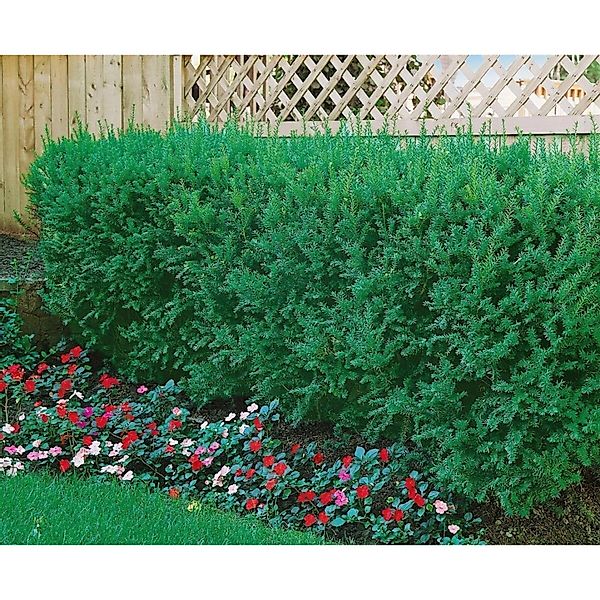 Taxus cuspidata 125-150 cm günstig online kaufen