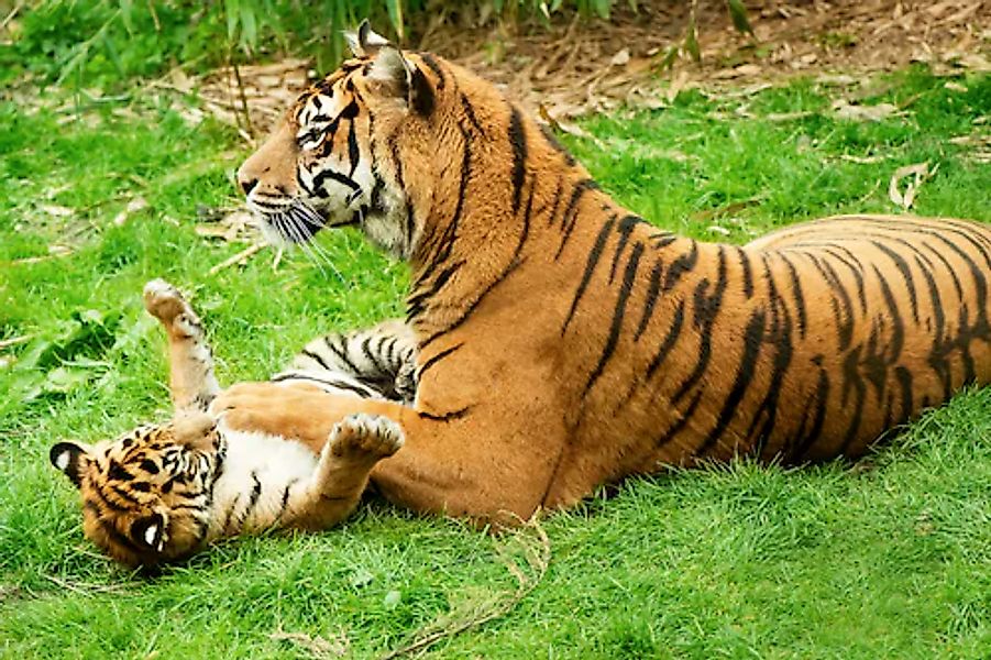 Papermoon Fototapete »Tiger with Baby« glatt günstig online kaufen