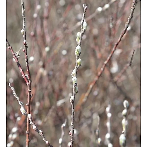 Silber Kriechweide 125-150cm - Salix repens günstig online kaufen