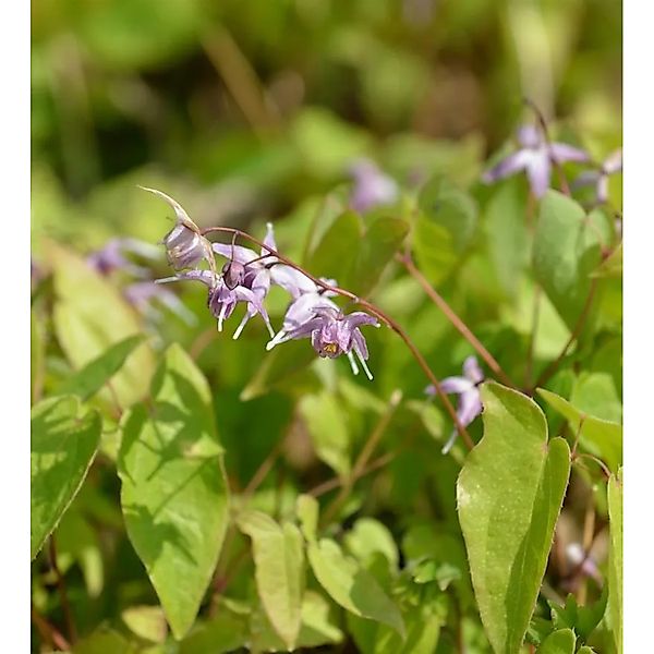 Dünntriebige Elfenblume - Epimedium,eptorrhizum günstig online kaufen