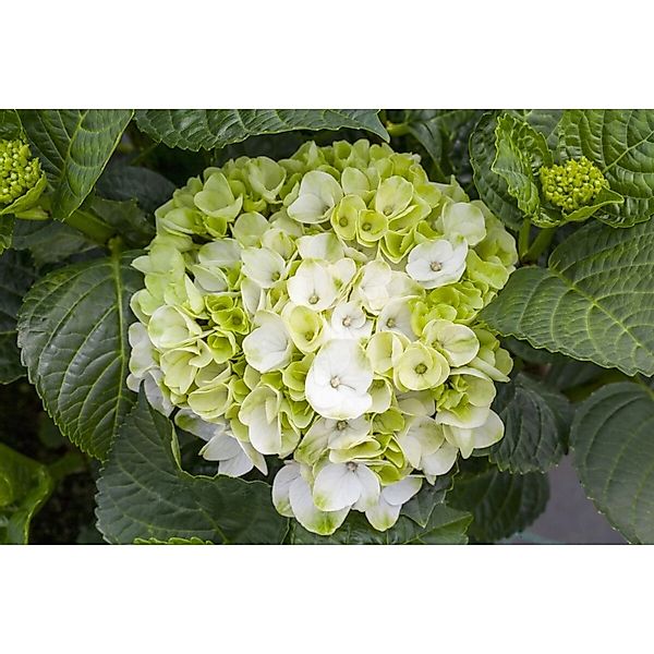 Hydrangea Mac. Hortensie Hochzeits-Hortensie 30-40 cm günstig online kaufen