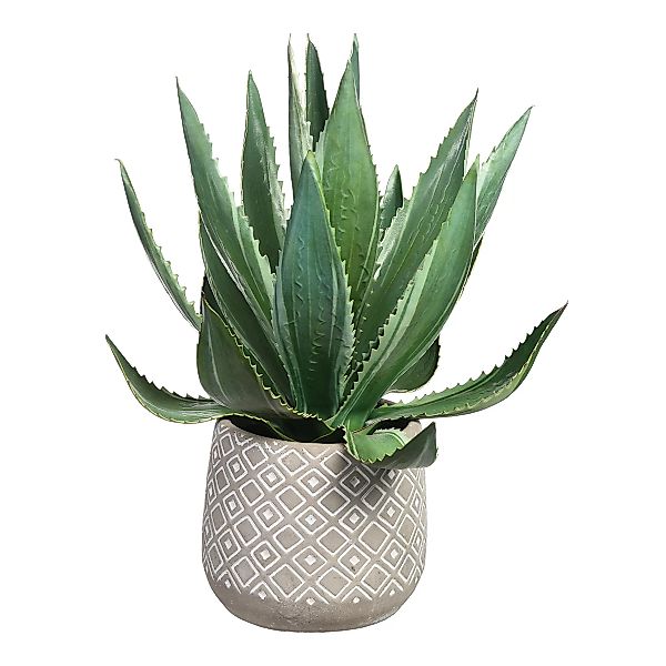 Aloe Vera im Topf ca.33cm, grün günstig online kaufen