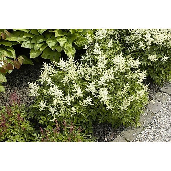 Astilbe Japonica Washington Prachtspiere Ca. 9x9 cm Topf günstig online kaufen