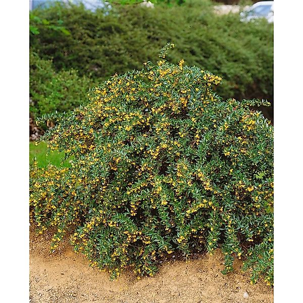 Berberis Candidula Jytte Immergrüne Berberitze 50–60 cm günstig online kaufen