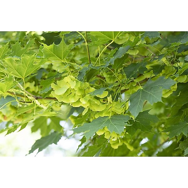 Acer Platanoides Spitzahorn 14-16 cm Stammumfang günstig online kaufen