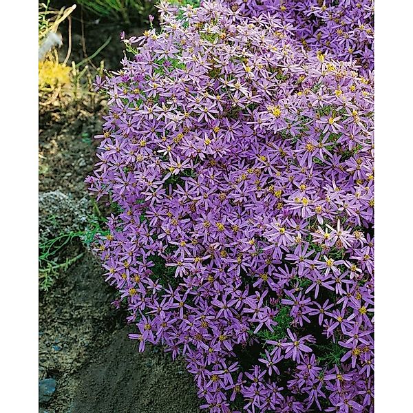 Aster Sedifolius Nanus Bergaster Ca. 9x9 cm Topf günstig online kaufen