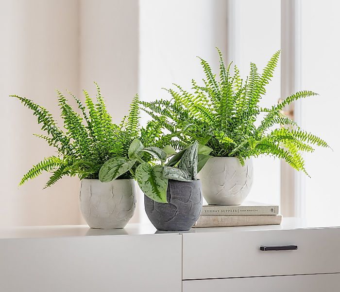 Dehner Übertopf Alessio, aus hochwertiger Keramik, bauchige Form günstig online kaufen