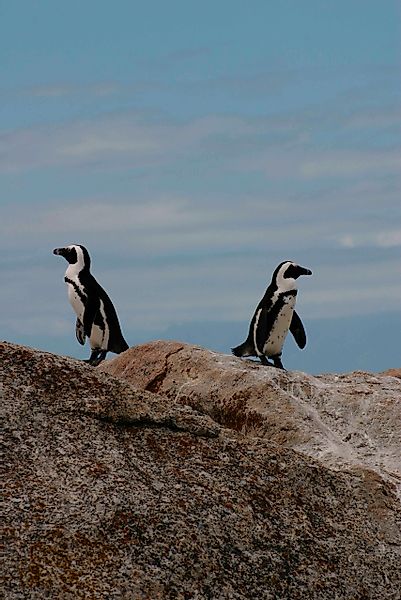 Wandkraft | Wanddekoration Pinguin günstig online kaufen