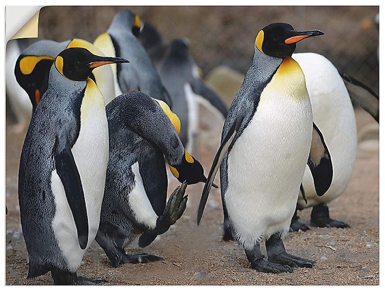 Artland Wandbild "Königspinguin", Vögel, (1 St.), als Leinwandbild, Wandauf günstig online kaufen