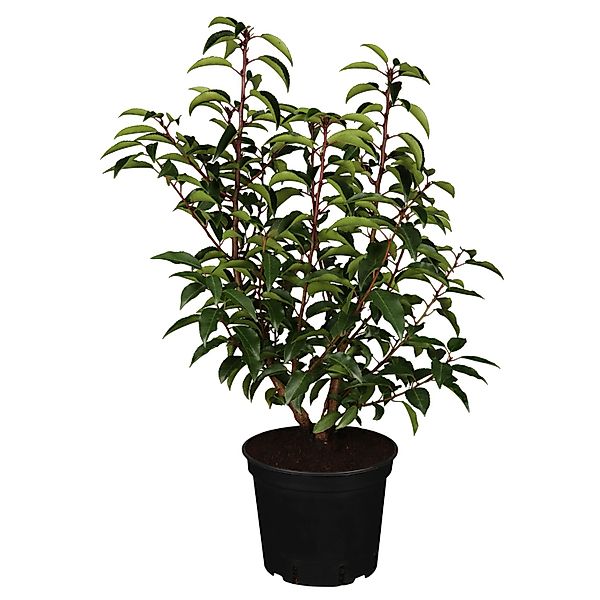 Portugiesischer Kirschlorbeer Angustifolia 30-40 cm Ø 17 cm Prunus lusitani günstig online kaufen