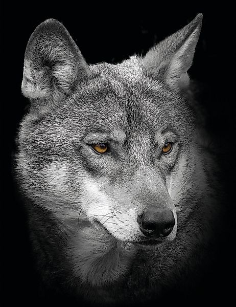 Bönninghoff Leinwandbild Wolf, (1 St) günstig online kaufen
