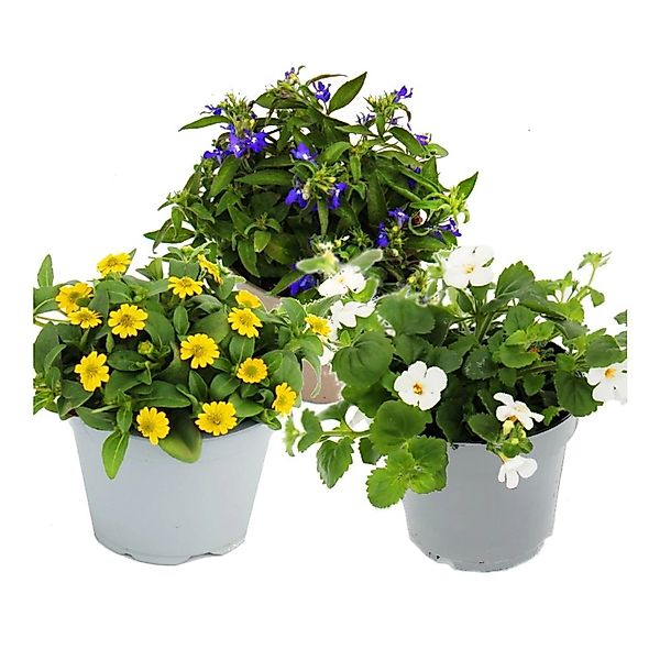 Exotenherz 3 Verschiedene Hängende Balkonpflanzen 11cm Lobelia-Sutera-Sanvi günstig online kaufen