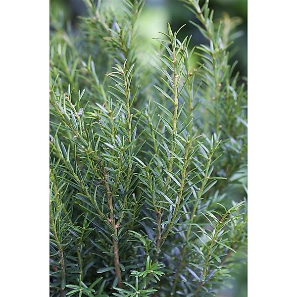 Taxus baccata 'Renke's Kleiner Grüner' -R- 20-40 cm günstig online kaufen