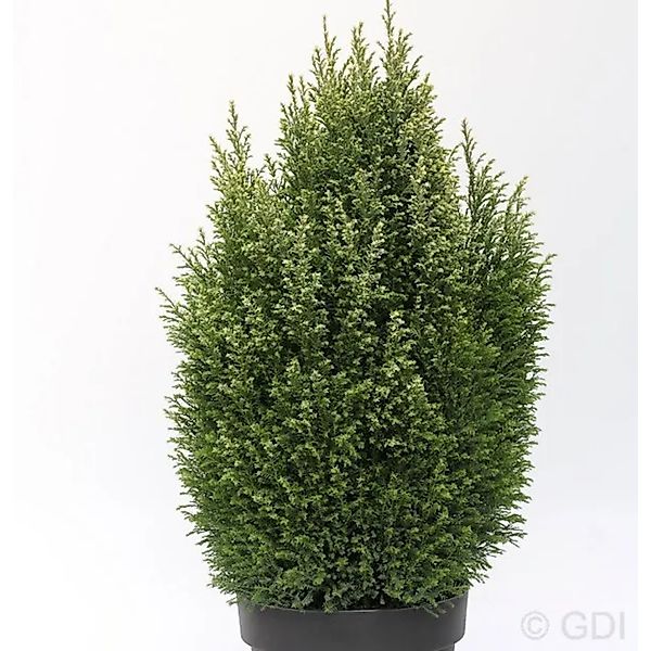 Gartenzypresse Snow White 30-40cm - Chamaecyparis,awsoniana günstig online kaufen