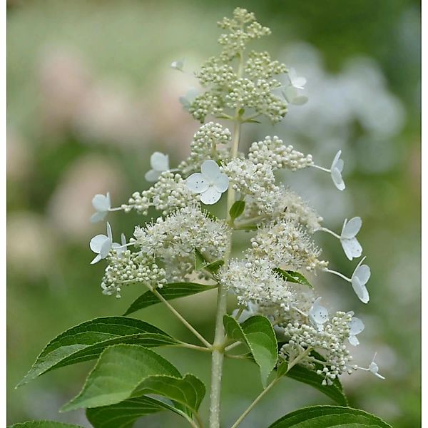 Rispenhortensie Kyushu 125-150cm - Hydrangea paniculata günstig online kaufen