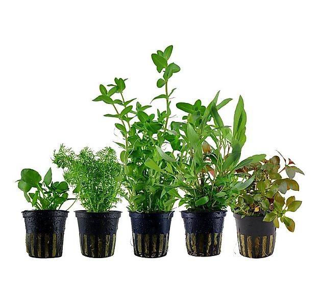 Aquaone Wasserpflanze Pflanzen Set mit 5 schnellwachsenden Aquariumpflanzen günstig online kaufen