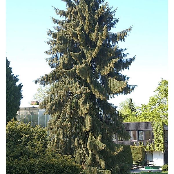 Mähnenfichte 50-60cm - Picea breweriana günstig online kaufen