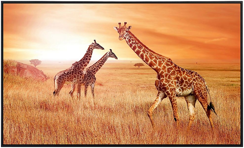 Papermoon Infrarotheizung »Afrikanische Giraffen«, sehr angenehme Strahlung günstig online kaufen