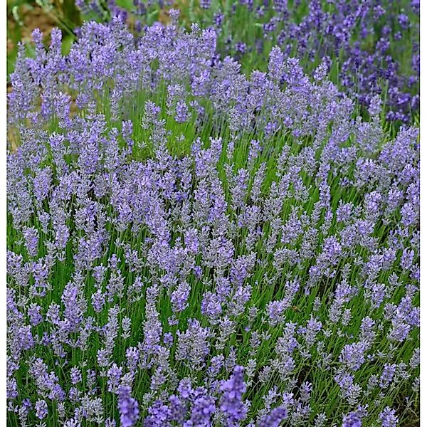 Lavendel Grosso - Lavandula intermedia günstig online kaufen