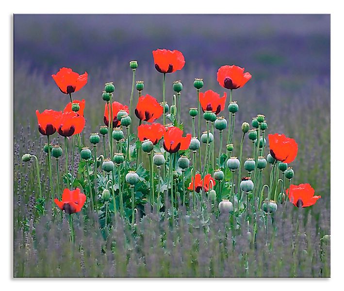 Artland Küchenrückwand »Lavendelfarm in Sequim - Mohnblumen«, (1 tlg.), Alu günstig online kaufen