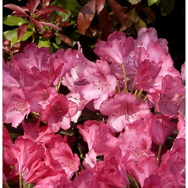 INKARHO - Rhododendron Kerstine 25-30cm - Alpenrose günstig online kaufen