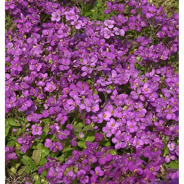 Gänsekresse Compinkie - Arabis caucasica günstig online kaufen