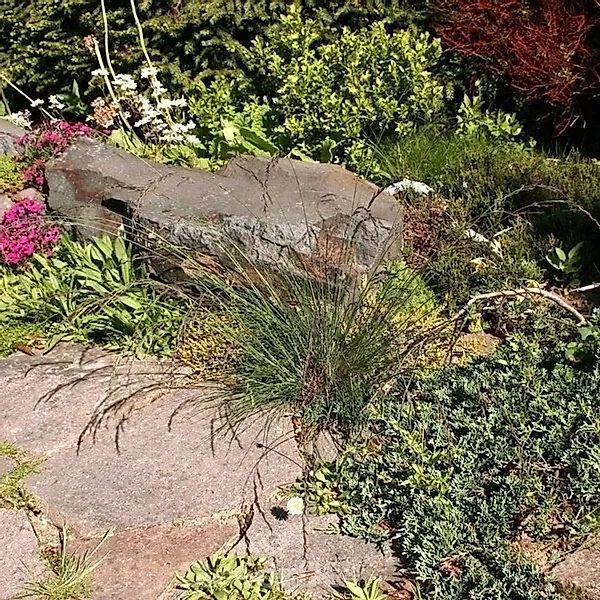 Regenbogenschwingel Red Point - großer Topf - Festuca amethystina günstig online kaufen