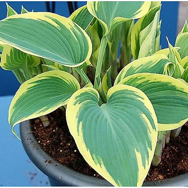 Graublattfunkie First Frost - Hosta tardiana günstig online kaufen