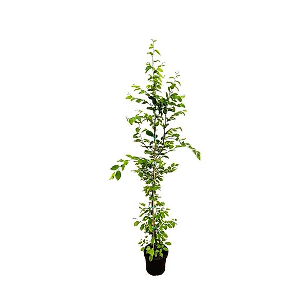 Carpinus betulus 150-175 cm günstig online kaufen
