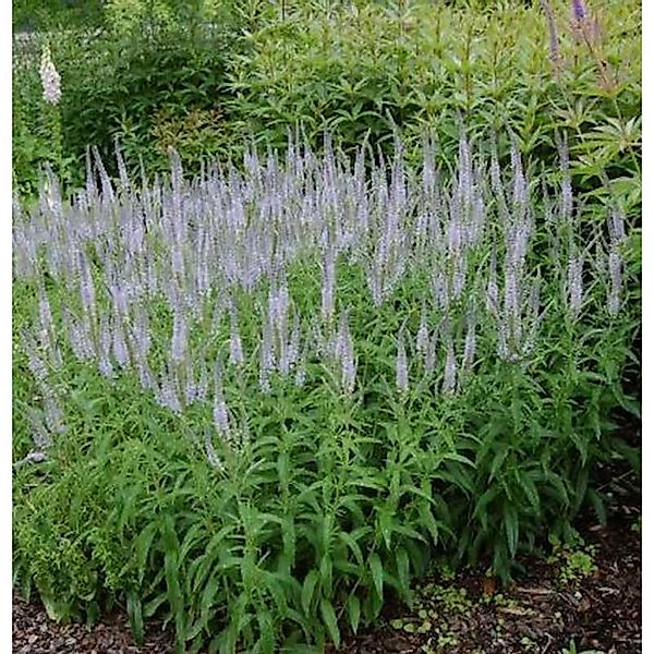 Hoher Wiesenehrenpreis Lilac Fantasy - Veronica longifolia günstig online kaufen