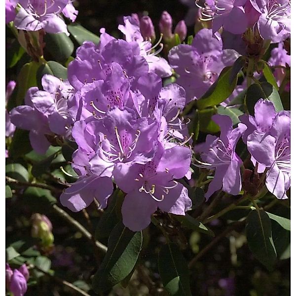 Wildart-Rhododendron Oreonastes 20-30cm - Rhododendron oreotrephes günstig online kaufen