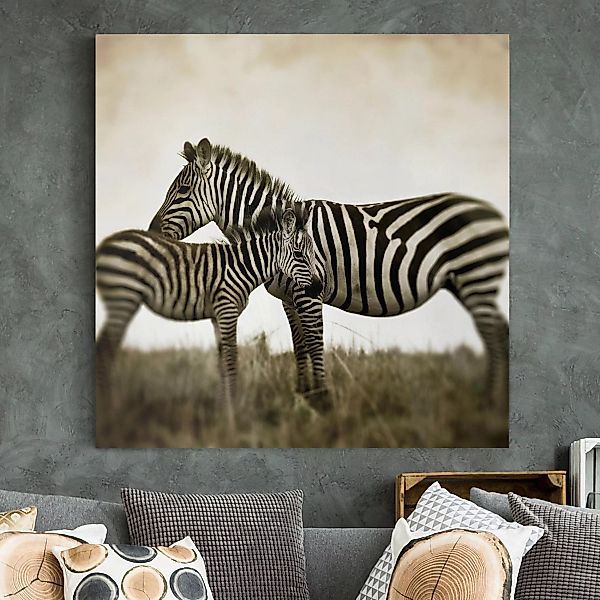 Leinwandbild - Quadrat Zebrapaar günstig online kaufen