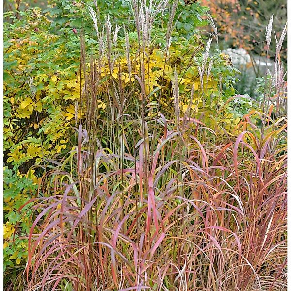 Chinaschilf Pink Cloud - XXXL Topf - Miscanthus sinensis günstig online kaufen