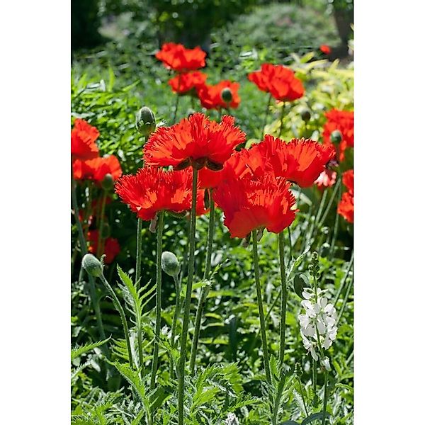 Papaver Orientale Türkischer Mohn Rembrandt Ca 9x9 cm Topf günstig online kaufen
